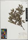 Foto von Salix maccalliana Rowlee